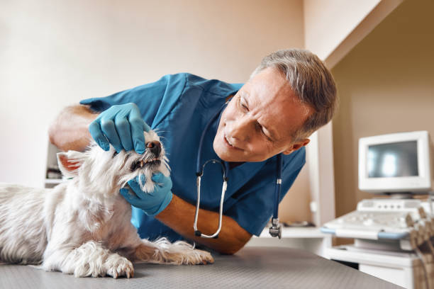 Best Emergency Treatment for Dental Infections or Abscesses in Centennial Park, AZ
